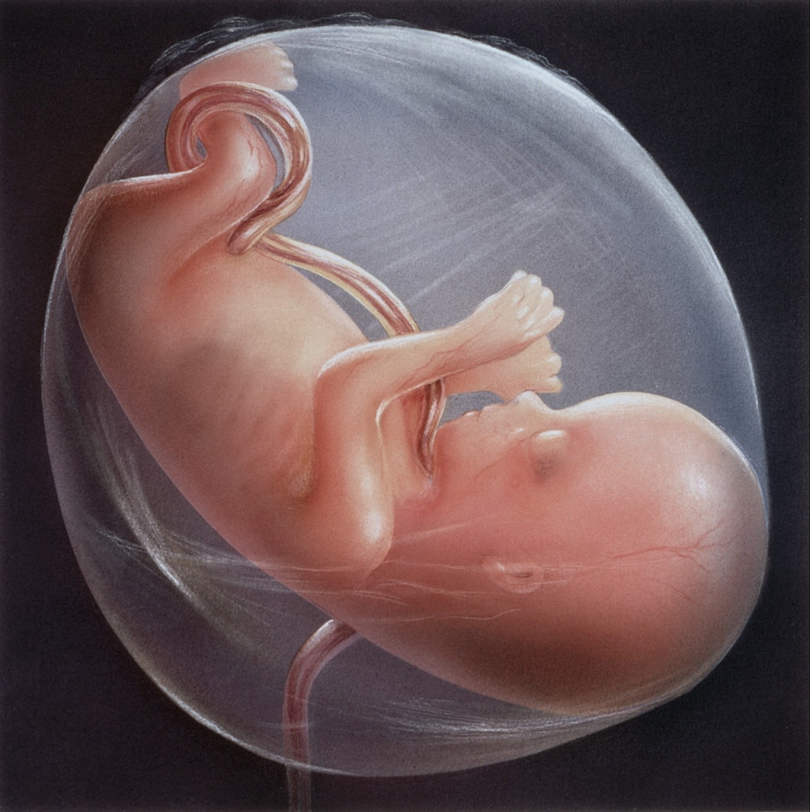 [8+weeks+embryo.jpg]