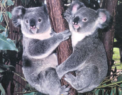 [this+is+australia+koalas+in+gum+tree.jpg]