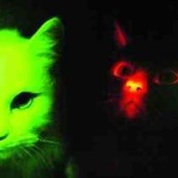 [glow+cat2.jpg]