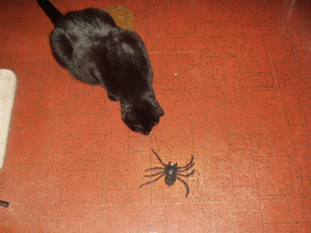 [Topsy+with+spider.JPG]