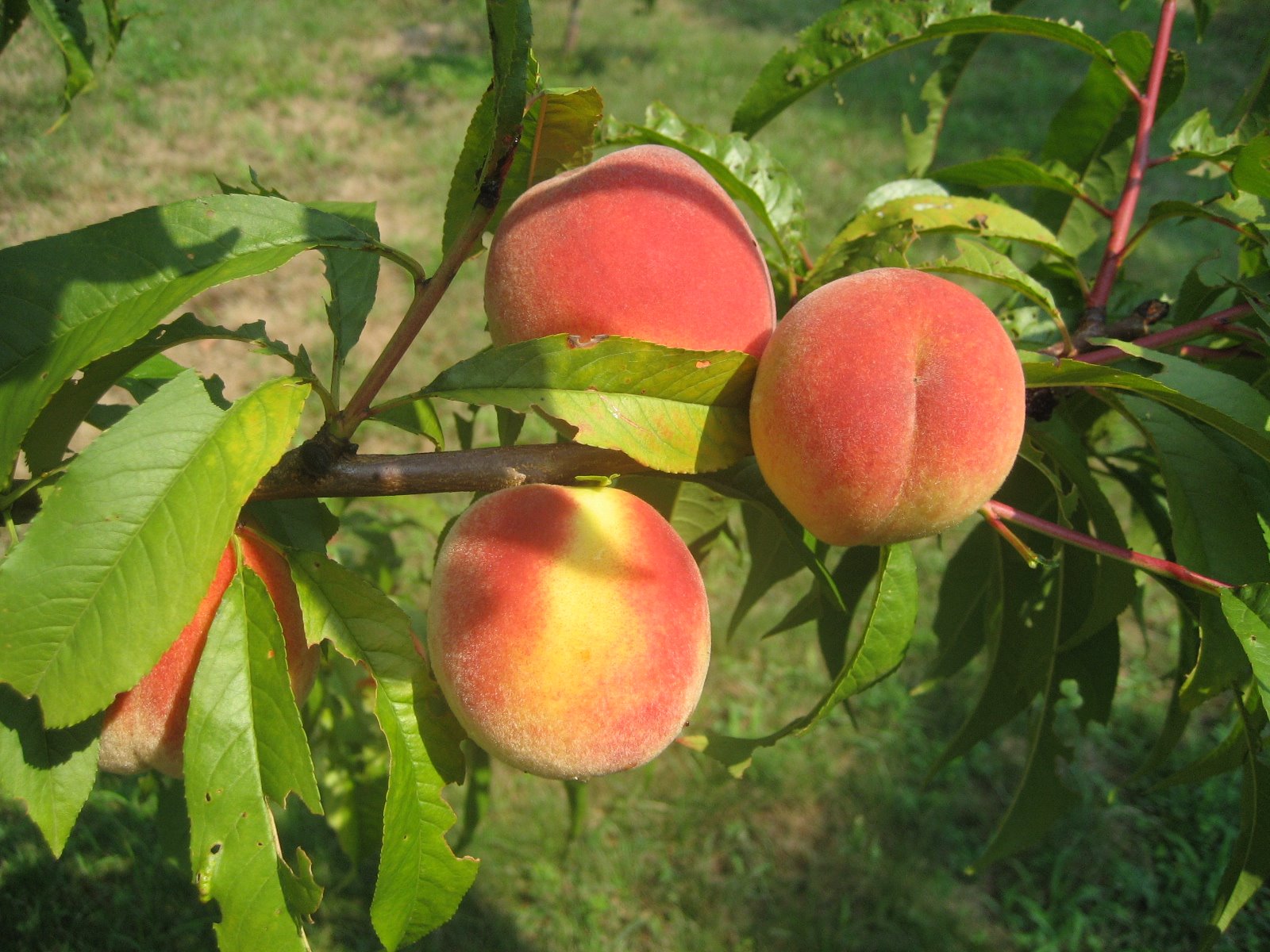 [peaches+&+garden+july+08+001.jpg]