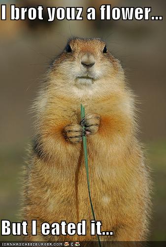 [funny-pictures-groundhog-ate-flower.jpg]