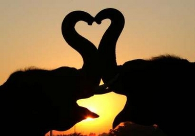 [Elephant+Love.jpg]