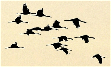 [Birds+in+flight.jpg]