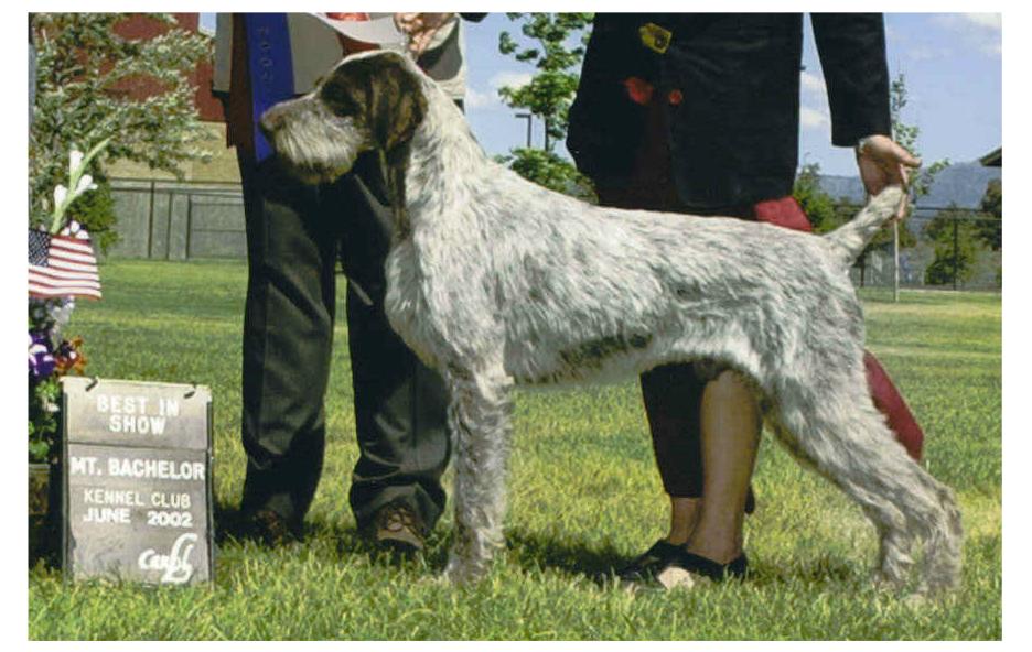 The first Dual Champions/Best in Show German Wirehair