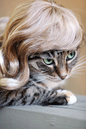 [cat-wig-03.jpg]