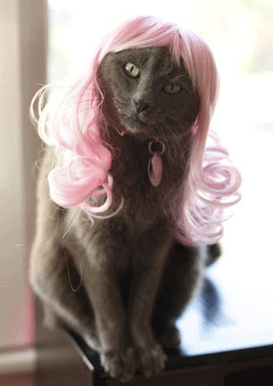 [cat-wig-02.jpg]