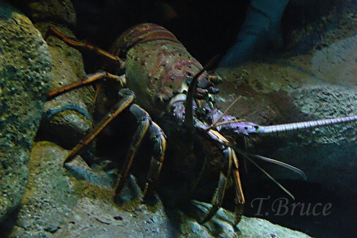 [DSCF1514sW_lobster.jpg]