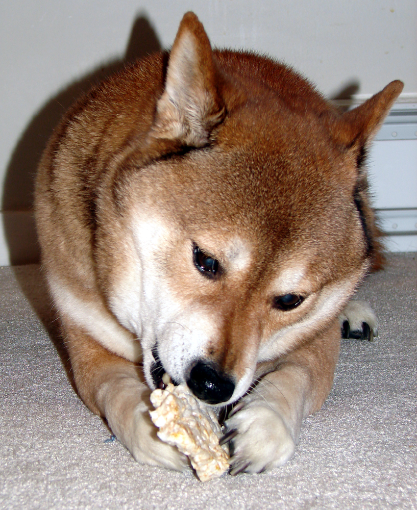 [dog+rice+cake.jpg]