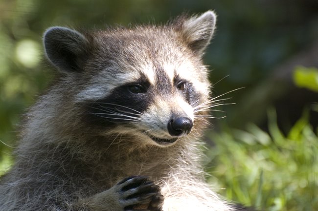 [clements+park-raccoon.jpg]