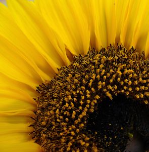 [506838_study_of_a_sunflower_1.jpg]