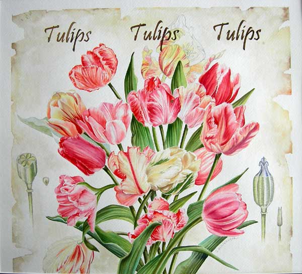 [tulips-tulips-tulips.jpg]