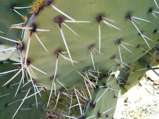 [2007+12+20+12+Cactus+Spines.jpg]