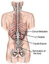 [spinal+cord.jpg]