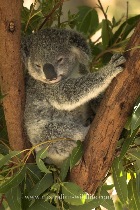 [Free-koala-picture3[1].jpg]
