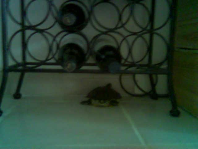 [Lucky,+Wine+Drinking+Turtle.bmp]