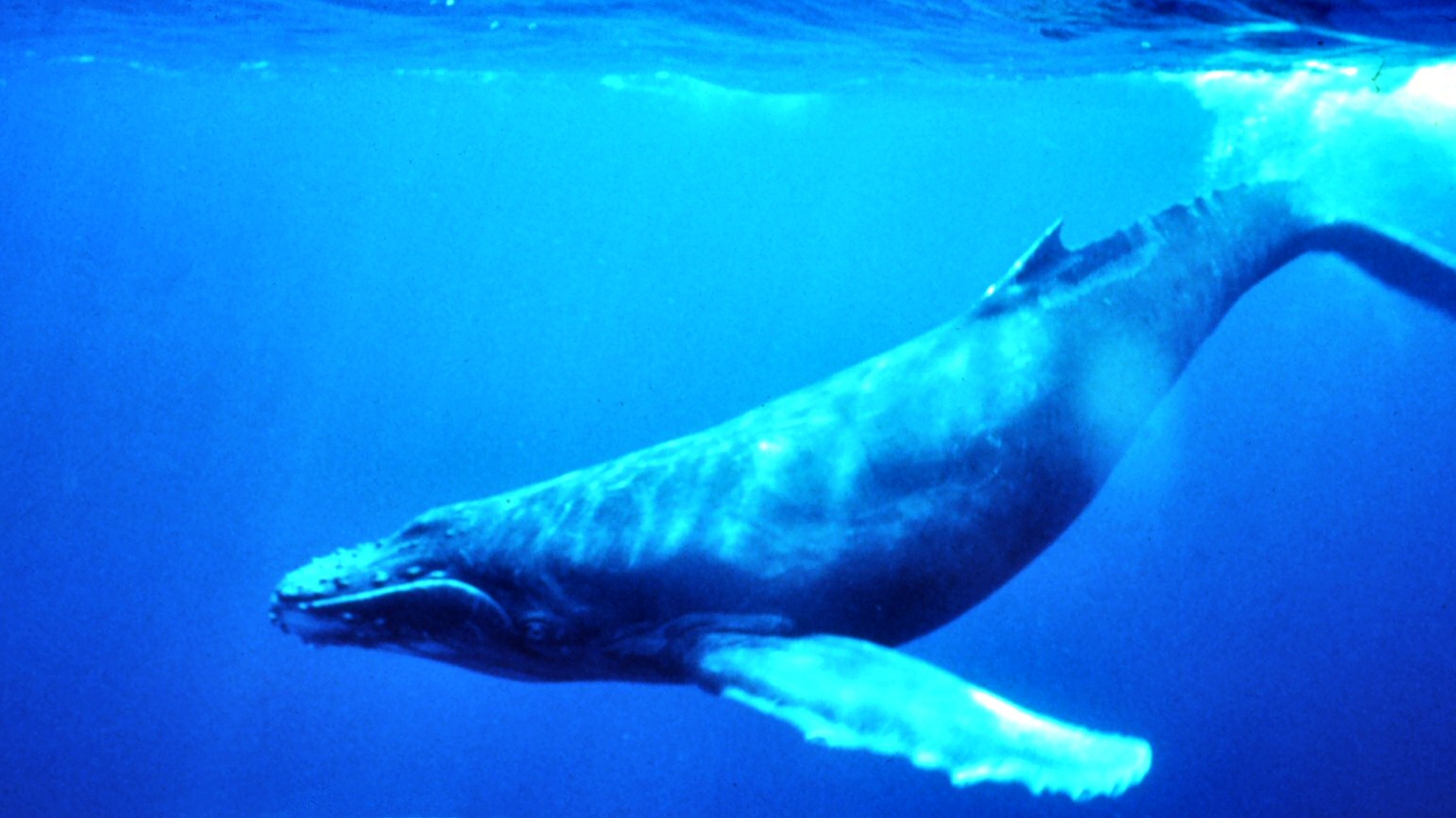[Humpback_Whale_underwater_shot.jpg]