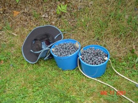[Blueberries+n+buckets.jpg]