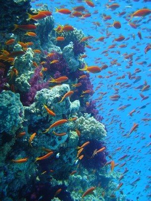 [great-barrier-reef-underwater.jpg]