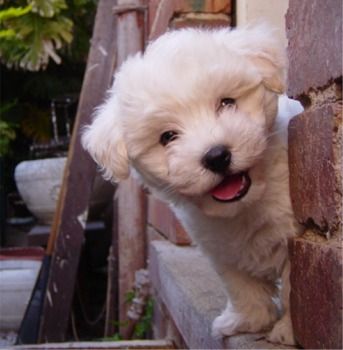 [cute-maltese-puppy.jpg]