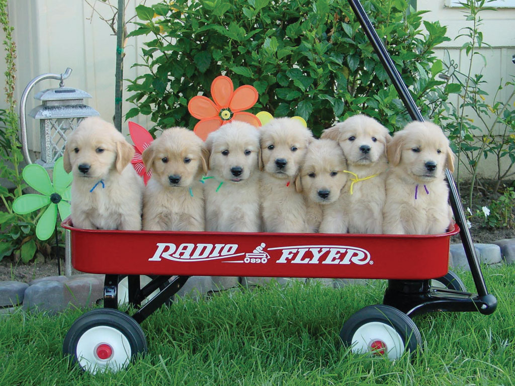 [cute-puppies-in-trailer.jpg]