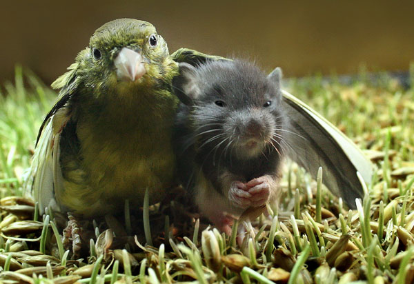 [parrot-hamster-friends.jpg]