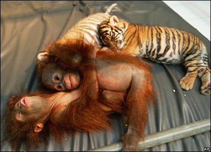[orangutan-tigers.jpg]
