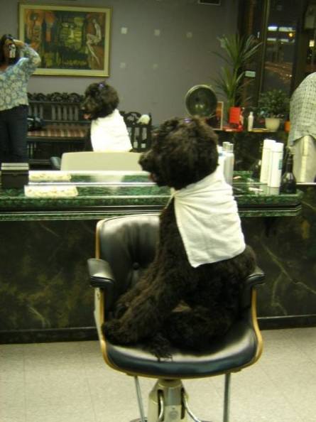 [dog-hair-salon-funny.jpg]