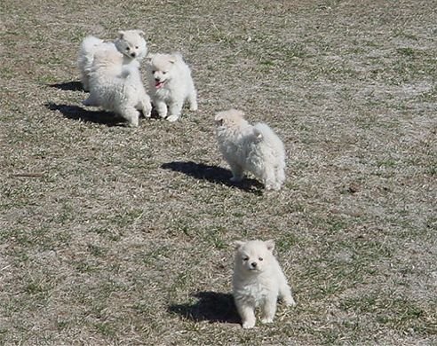 [eskimo-puppies-cute.jpg]
