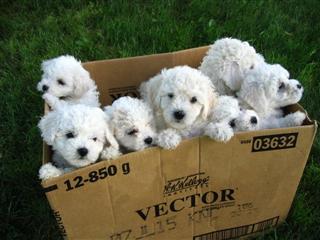 [puppies-box-bichon-cute.jpg]