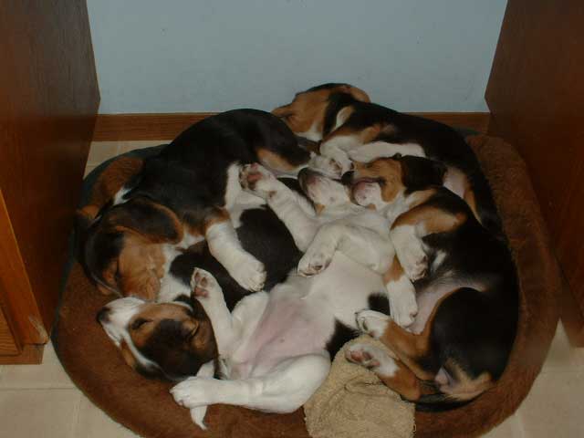 [sleeping-puppies.jpg]