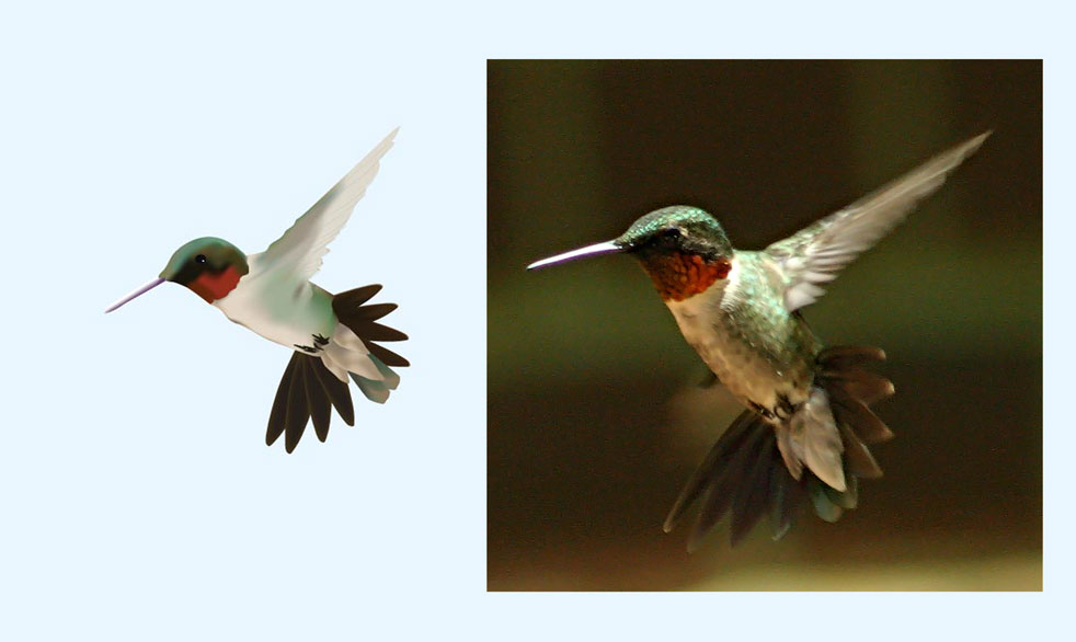 [Hummingbird-Illustrated.jpg]
