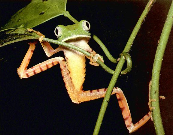 [bug-eyed-frog.jpg]