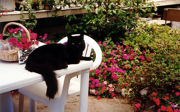 [Raisin+Cat+in+the+conservatory+garden.jpg]