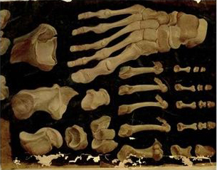 [211753~Anatomical-Drawing-of-the-Bones-of-the-Foot-Posters.jpg]