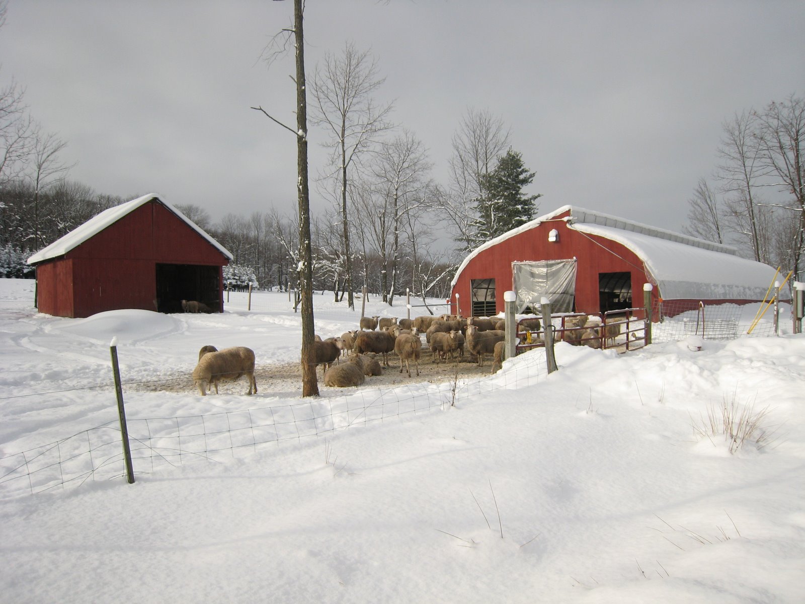 [2007-12-6+Vermont+willow+hill+sheep.jpg]