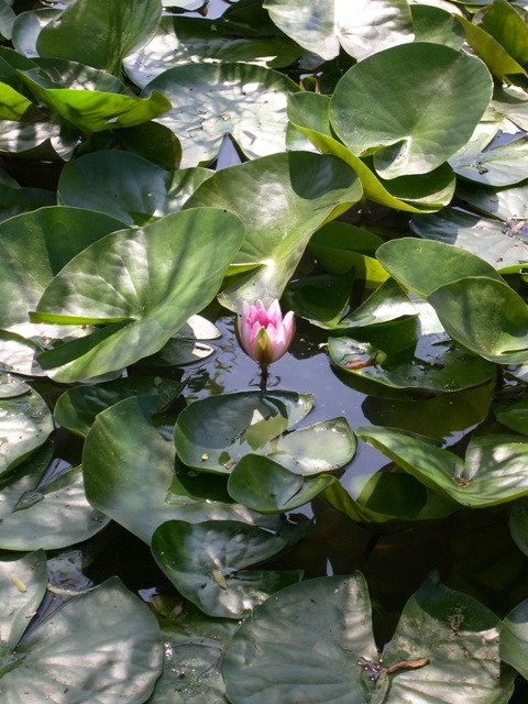 [water+lily.jpg]