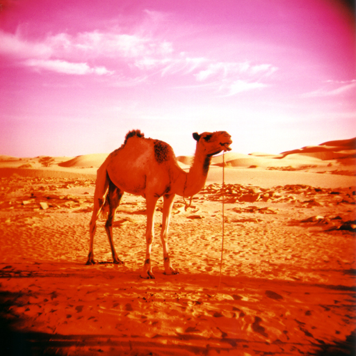 [red+camel+-+Azurblue.jpg]