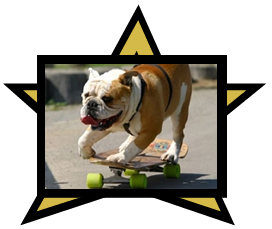 [Skateboarding+Dog.jpg]