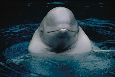 [Beluga-Whale-4857.jpg]