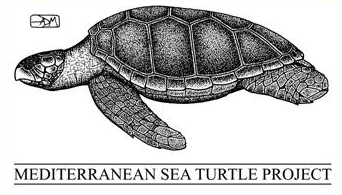 [sea+turtle.jpg]