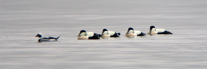 [Eiders-and-Long-tailed-Duck.jpg]
