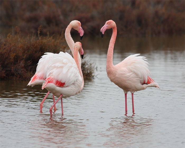 [Flamingos-3.jpg]