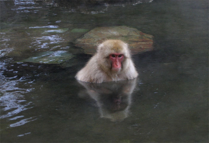 [Japanese-Macaque-2.jpg]
