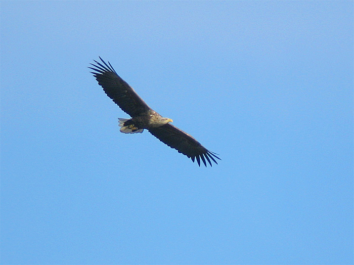 [White-tailed-Eagle-4.jpg]