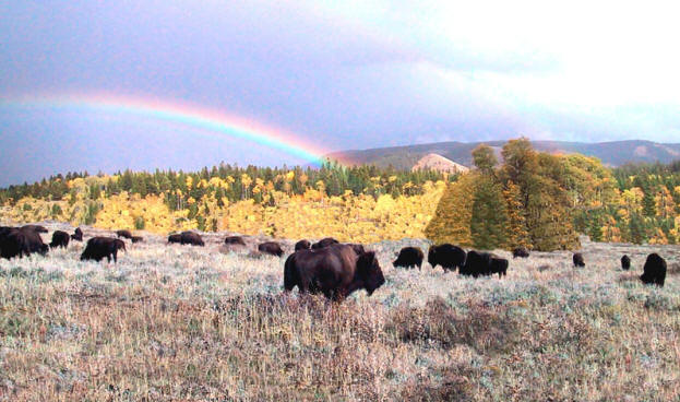 [04+Buffalo Rainbow.jpg]