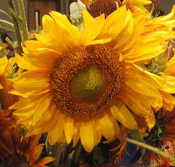 [sunflower.gif]