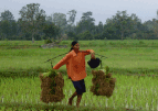 [Woman+Carrying+Rice+Web.png]