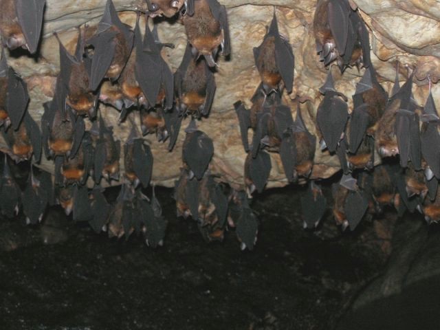 [bats.jpg]