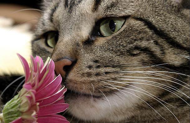 [cat+with+flower.bmp]